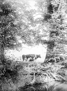 Rinder auf der Weide bei Haus Fronhof, Wolbeck