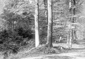 Wolbecker Tiergarten, Hainbuchen- und Stieleichen-Buchenwald, im 18. Jh. fürstbischöflicher Jagdpark, seit 2005 Naturschutzgebiet