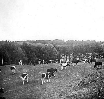 Kriegsschauplatz Ostpreußen/Masuren 1914: Landschaft an der Masurischen Seenplatte