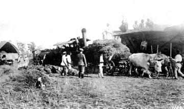 Erster Weltkrieg, Rumänien: Erntearbeiten unter Bewachung deutscher Soldaten 1917