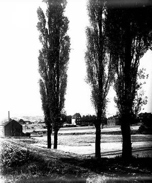 Pappeln am Rande von Annen (1929 eingemeindet)