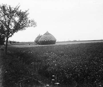 Getreidediemen in der Soester Feldmark, ca. 1913.