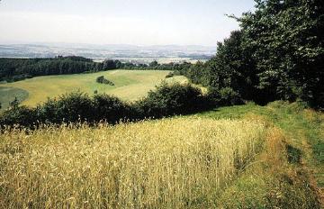 Blick über ein Getreidefeld bei Osterhagen zum Teutoburger Wald