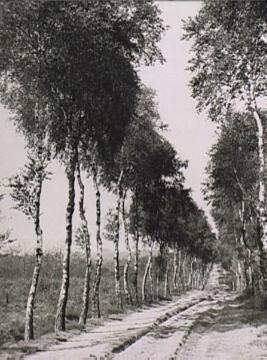 Birken am sogenannten Römerweg
