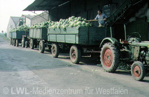 05_2506 Kreis Soest: Gemüseanbau in den Hellweg-Börden