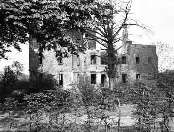 Ruine der Wasserburg Haus Wilbringen, Haupthaus, seit 1918 verfallen, im Vordergrund eine 500-jährige Eibe, Aufnahme um 1930?
