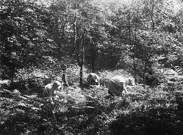 Mädchen beim Waldbeerenpflücken in der Nähe von Hirschberg
