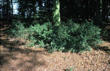 Waldkrautvegetation in einem Buchenwald im Delbrücker Land