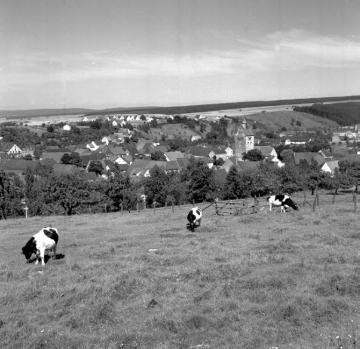 Blick über eine Viehweide auf die Ortschaft Neuenbeken mit der Pfarrkirche Mariä Geburt