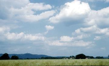 Blick über ein Kornfeld zum Teutoburger Wald