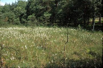 Wollgraswiese in einem Naturschutzgebiet bei Stukenbrock