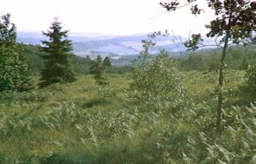 Naturschutzgebiet Wilde Wiese: Hangmoor auf der Nordhelle im Ebbegebirge