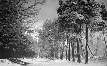 Winterlicher Prozessionsweg von Münster nach Telgte - Wegeabschnitt in Münster-Mauritz oder St. Mauritz. Undatiert, 1930er Jahre?