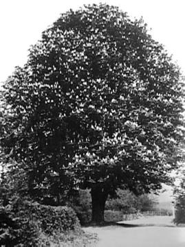 Blühender Kastanienbaum in der Nähe des Hofes Schulze Bredenbeck östlich von Appelhülsen, nördlich von Senden