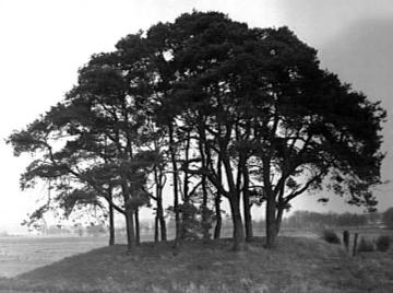 Baumgruppe auf dem sogenannten Galgenhügel