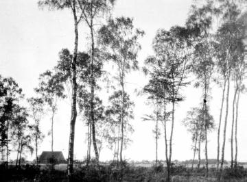 Vennheide: Birken in der Nähe eines Kotten