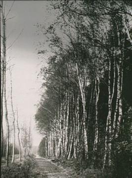 Birkenzeile am Albersloher Weg in der Nähe vom "Römerwirt"
