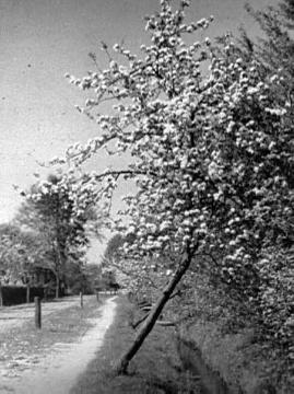 Blühender Obstbaum am Weg von Darfeld nach Burlo