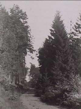 Weg von den Externsteinen zum Naturschutzgebiet Bärenstein