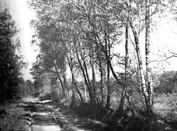 Birkenreihe am Waldweg nach Haus Langen bei Westbevern