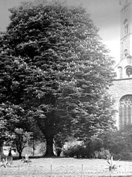 Blühender Kastanien-Baum vor der Ludgeri-Kirche