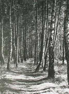 Weg in einem Birkenwald in der Loddenheide