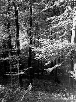 Buchenwald im "Witzinger Holz" an der Lühmühle bei Wormeln