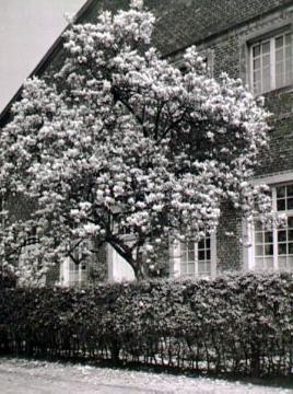 Blühende Magnolie in der Klosteranlage Marienfeld