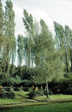Bäume und Grabkreuze auf dem Hauptfriedhof