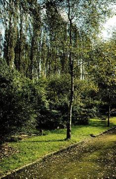 Bäume an einem Gehweg auf dem Hauptfriedhof