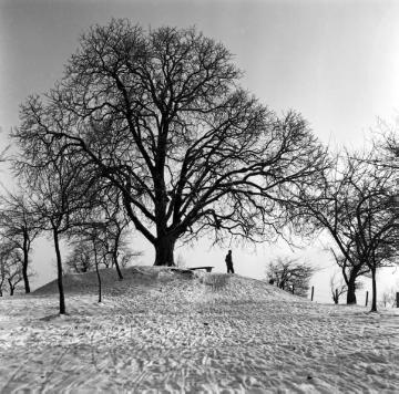 Baumdenkmal (?) auf einer verschneiten Anhöhe bei Stromberg