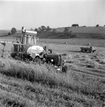 Getreideernte bei Haxtergrund: Mähdrescher im Einsatz am Flachhang