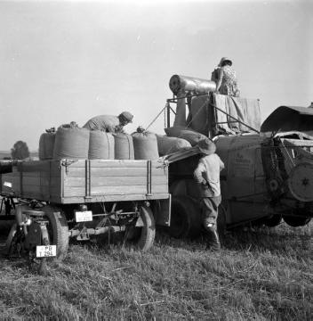 Getreideernte bei Haxtergrund: Mähdrescher beim Ausstoß des Getreides in Transportsäcke