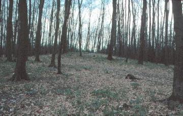 Hügelgrab in einem Buchenforst südlich Neuenbeken