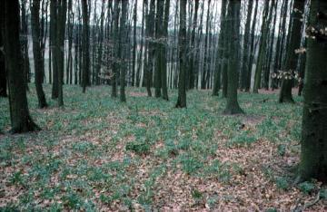 Grüner Nieswurz im Laubwald bei Neuenbeken