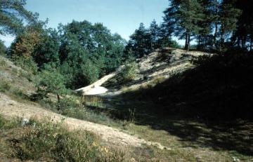 Die Senne: Bewaldete Dünen im Naturschutzgebiet Moosheide oberhalb der Emsquelle