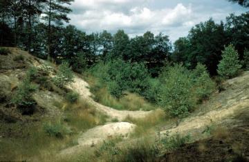 Die Senne: Bewaldete Dünen mit Trockental im Naturschutzgebiet Moosheide oberhalb der Emsquelle