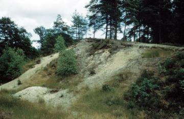 Die Senne: Bewaldete Dünen im Naturschutzgebiet Moosheide oberhalb der Emsquelle