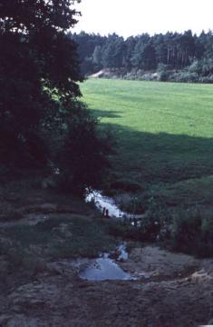 Quellbach der Ems im Naturschutzgebiet Moosheide (Senne)