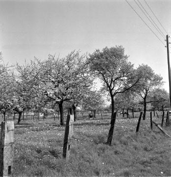 Obstblüte bei Benhausen