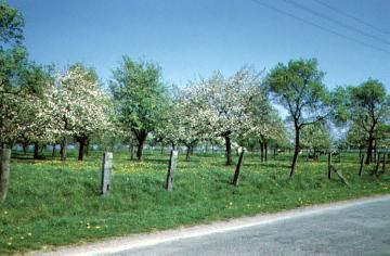 Obstblüte bei Benhausen
