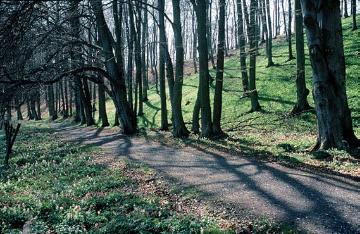 Buchenwald im Haxtergrund, die typische Waldvegetation auf den Kalkböden im Süden der Stadt
