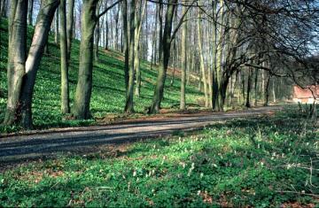 Buchenwald mit Lerchenspornmatten im Haxtergrund, die typische Waldvegetation auf den Kalkböden im Süden der Stadt