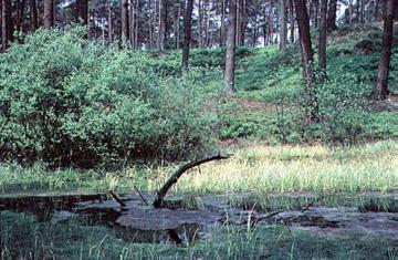 Der "Lutterkolk", im Kiefernforst gelegenes Kleingewässer