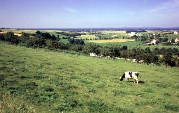 Blick über eine Viehweide auf die Ortschaft Neuenbeken