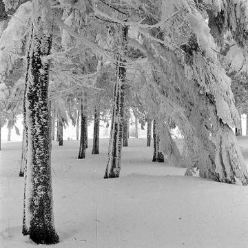 Bäume unter der Schneehaube: Winteridylle auf dem Kahlen Asten