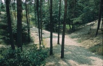 Die Senne: Bewaldete Dünen im Naturschutzgebiet Moosheide nahe der Emsquelle