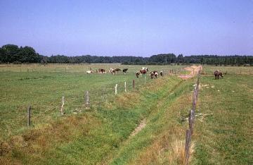 Viehweiden bei Kaunitz