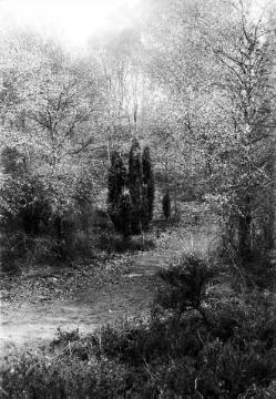 Dr. Joseph Schäfer, Ausflüge: Waldgarten am Buschhof (bis 1906 Hof Punsmann) in der Hohen Mark, Bauerschaft Beck bei Dorsten-Lembeck