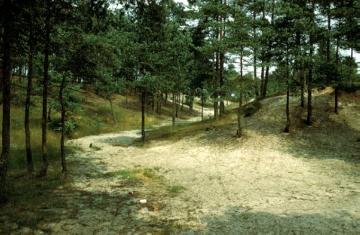 Die Senne: Bewaldete Dünen im Naturschutzgebiet Moosheide nahe der Emsquelle